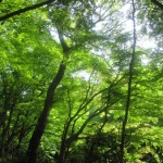 すいこまれそうな緑に目が癒されます