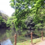 森の奥から聞こえる声に野鳥や水鳥を想像します