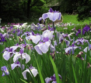 水無月 菖蒲 菖蒲の美しい時季です