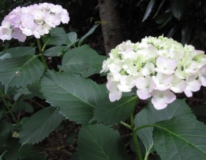 雨露にかかる紫陽花 雨露にかかる紫陽花