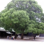 愛をつかさどるといわれる大きな楠