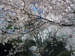 東郷神社の桜 東郷神社の桜