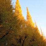 2013113神宮銀杏並木